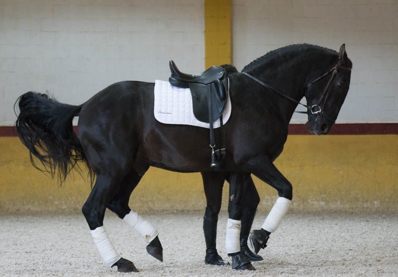 Peak Rock Farm  Dressage Training for Horse and Rider